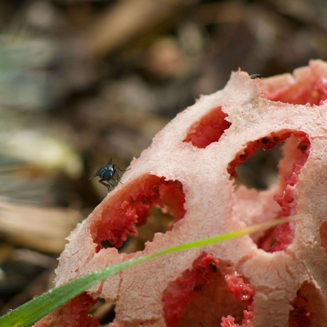 The BioBlitz special event comes to the SART Valley!