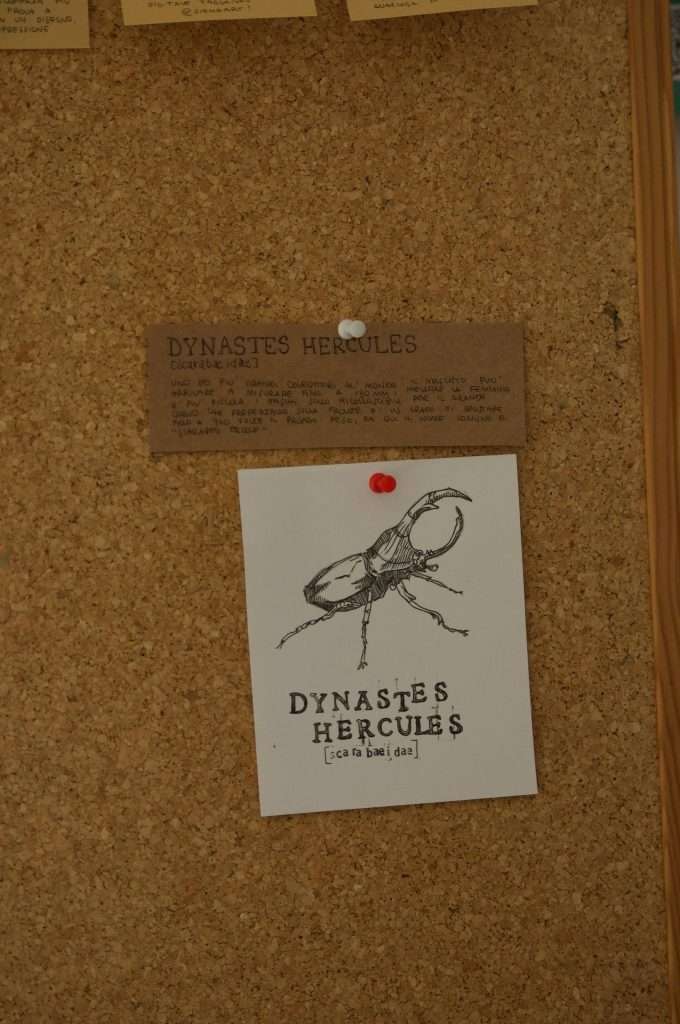 Laboratorio Creativo Siena Art Institute - Bioblitz 2025: the drawn image of a beetle in the style of old herbaries is pinned to a cork board.