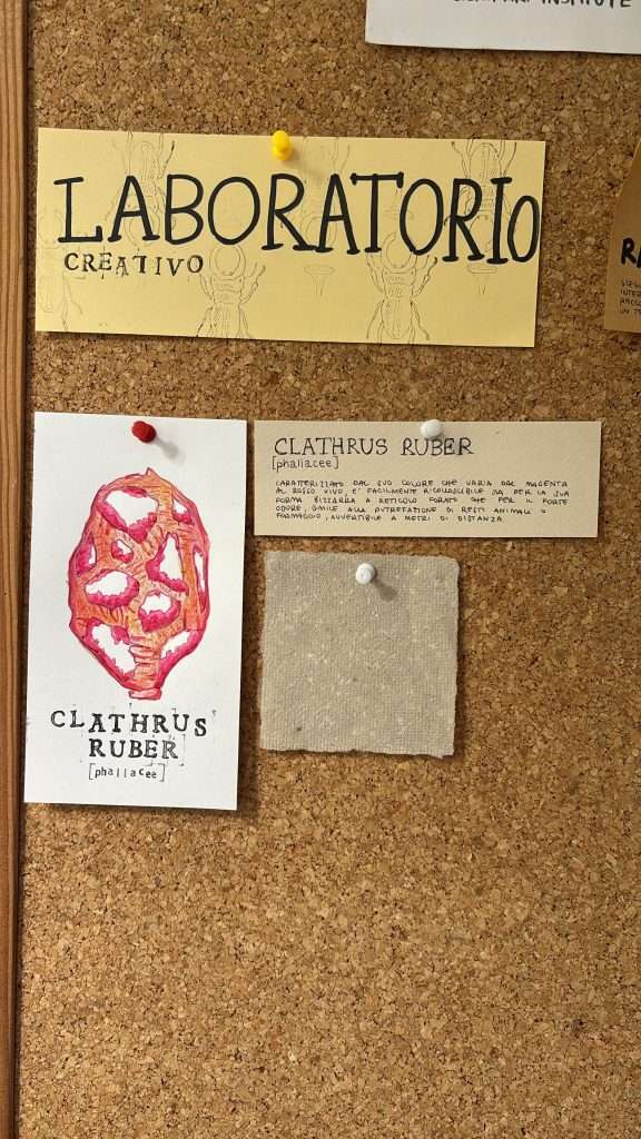 Laboratorio Creativo Siena Art Institute - Bioblitz 2025: the drawn image of a red mushroom in the style of old herbaries is pinned to a cork board.